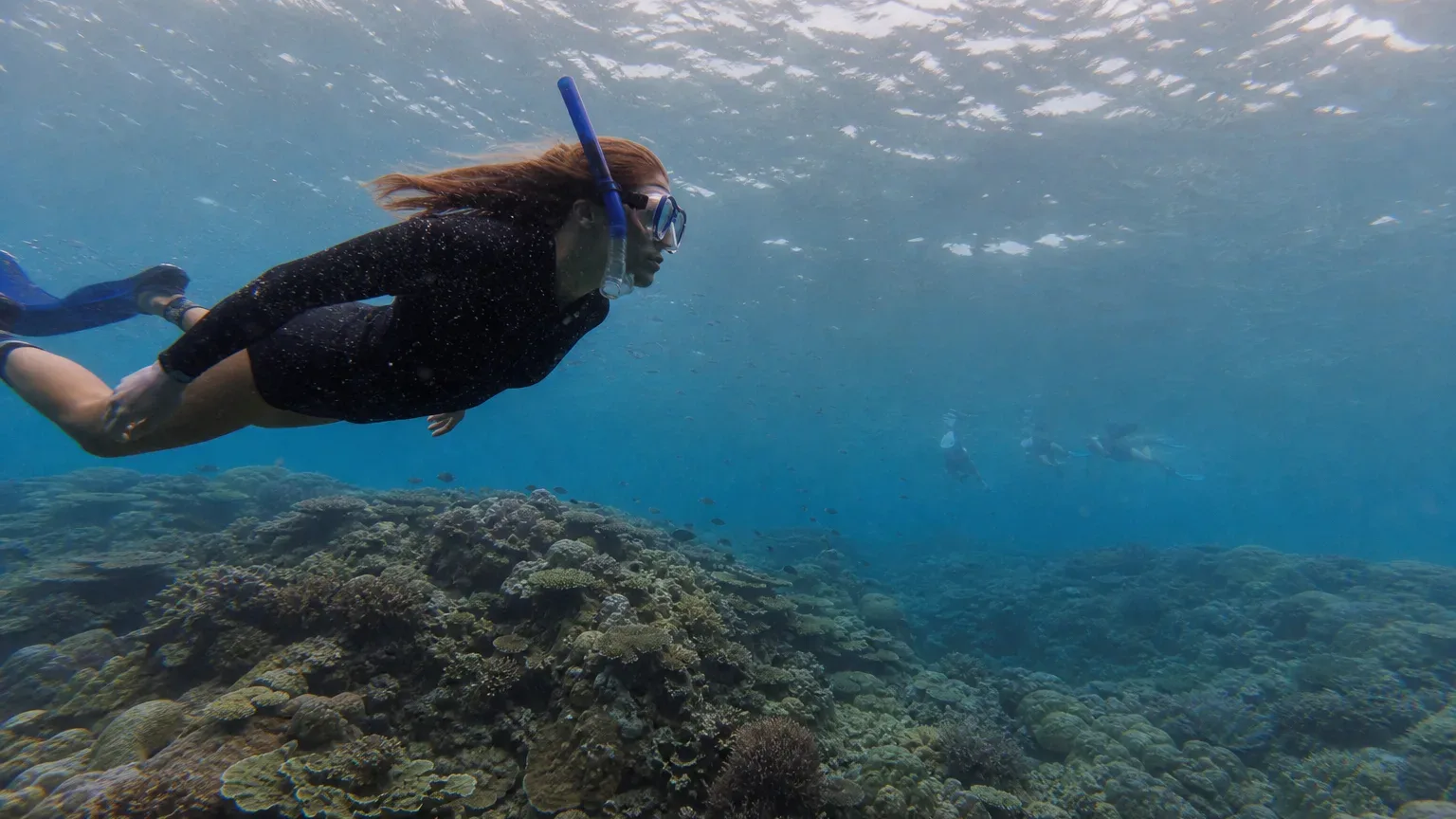 A snorkeller wearing a mask, snorkel and fins dives above an extensive coral reef in clear blue water, with two other snorkellers visible in the middle distance