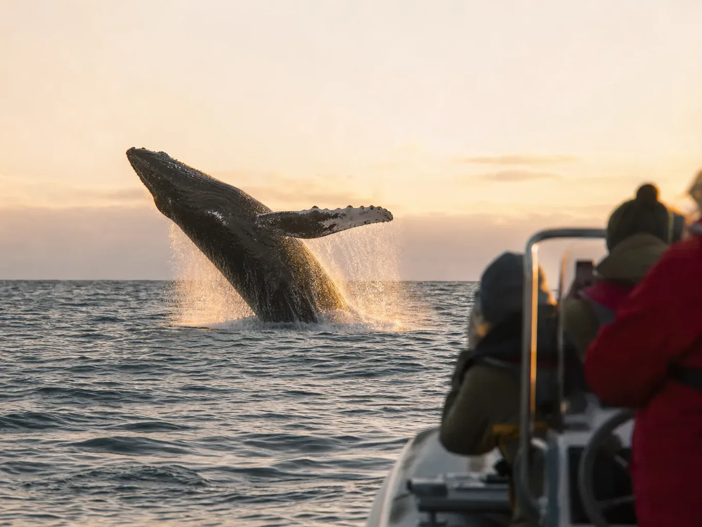 A humpback whale breaches dramatically from calm sea at golden hour, with water cascading off its body, as several people lean over the rail of a boat to watch