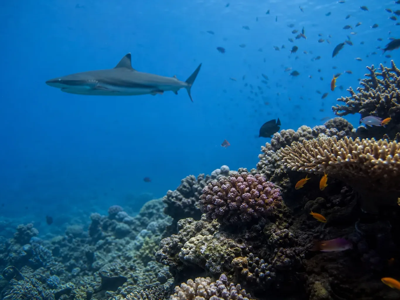 A reef shark glides above a colourful coral reef teeming with small tropical fish in clear blue water