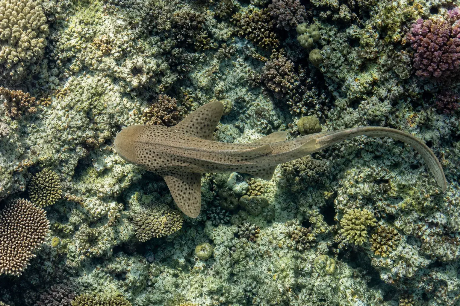 A small spotted shark glides over a diverse shallow coral reef, viewed from directly overhead