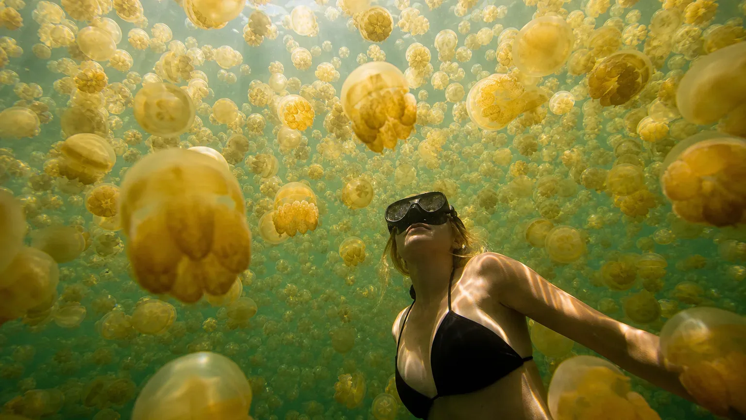A person wearing a diving mask snorkels underwater surrounded by hundreds of golden jellyfish filling the water in every direction