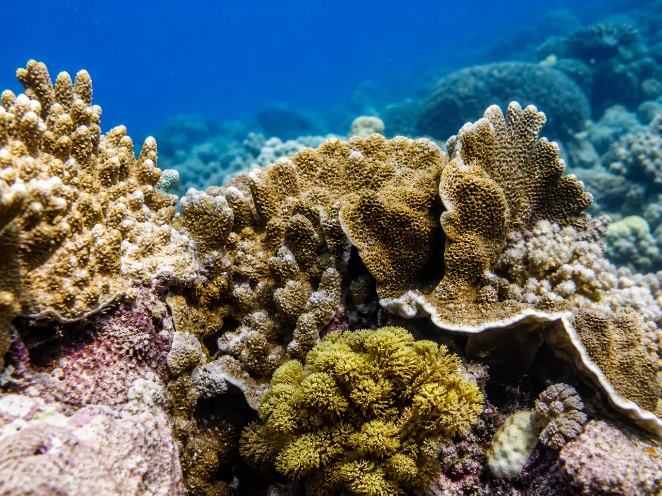 A close-up of diverse coral formations, branching, plate and soft corals in shades of beige, brown and olive green, covering a reef against a deep blue backdrop