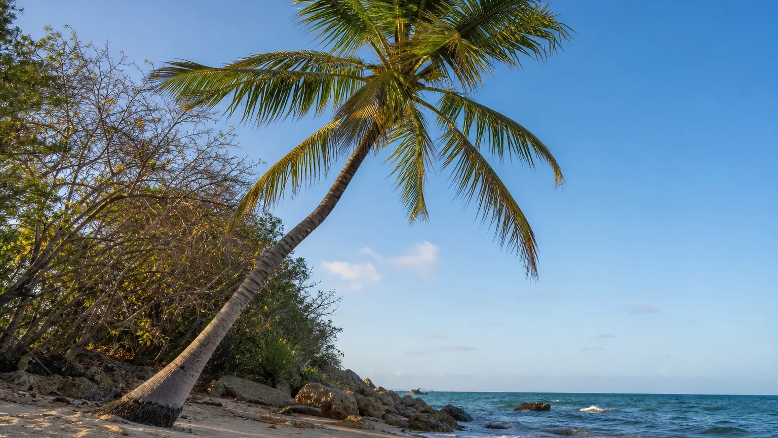 A coconut palm leans out over a sandy beach edged with rocks, with lush tropical vegetation behind it and calm blue sea stretching to the horizon under a clear sky