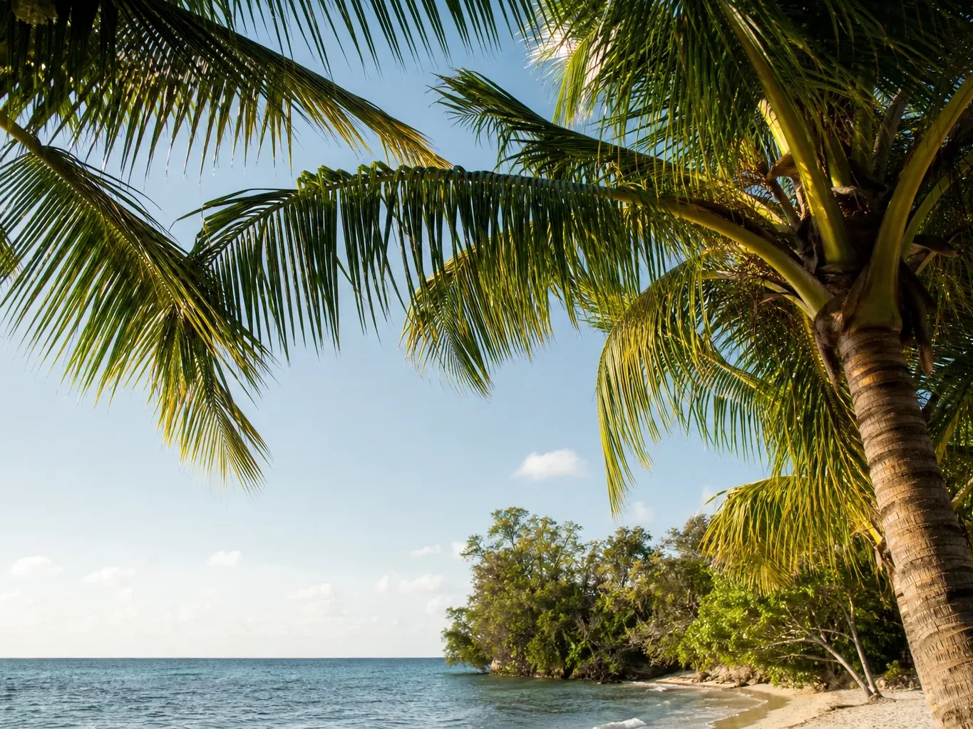 A coconut palm leans over a calm tropical beach, its fronds filling the upper frame against a clear blue sky, with dense green trees curving round a sandy cove and open sea beyond