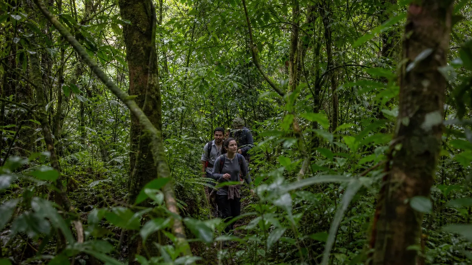 A small group of hikers with backpacks walk along a narrow trail through dense tropical cloud-forest undergrowth