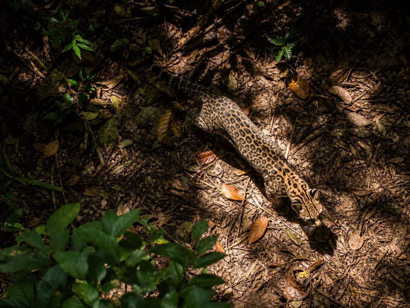 An ocelot walks across a leaf-strewn forest floor, photographed from above in a spotlight of light breaking through the canopy