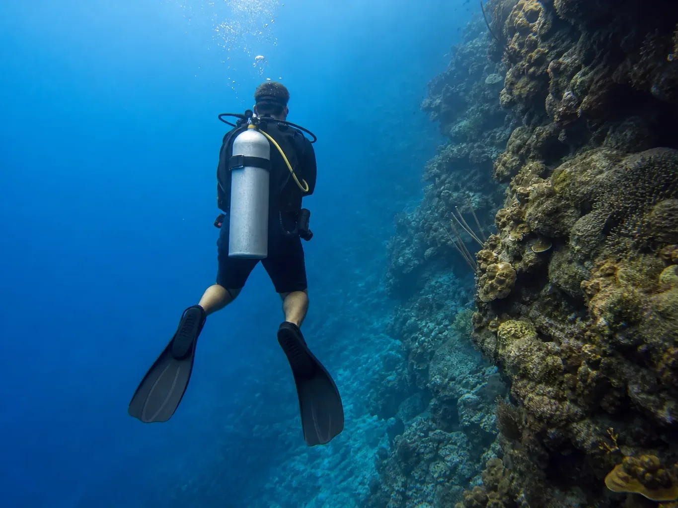 A scuba diver hovers beside a vertical coral reef wall in clear blue open water, seen from behind with air bubbles rising to the surface